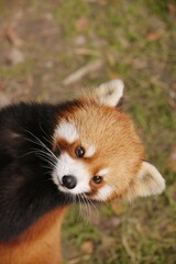 Vertical closeup shot of an adorable red panda in a park