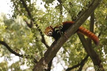 Low angle shot of an adorable red panda in a tree