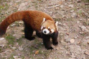 High angle shot of an adorable red panda in a park