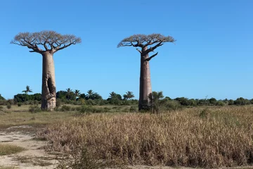Selbstklebende Fototapeten Madagascar Alley of baobabs on a sunny spring day © Iurii