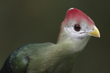 Portrait of a Red-crested Turaco against a green background

