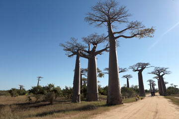 Madagascar Alley of baobabs on a sunny spring day