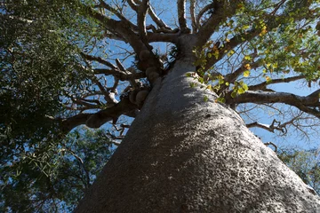 Rolgordijnen Madagascar baobab tree on a sunny spring day © Iurii