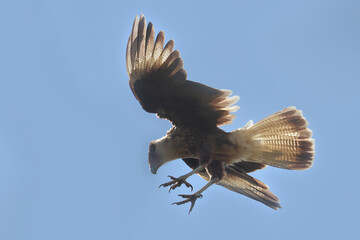 Mexican Eagle also called crested caracara (Caracara plancus) during flight, Bonaire, Caribbean Netherlands
