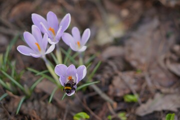 a large bumblebee on a crocus flower of delicate lilac color against the background of snowdrop inflorescences in a flower bed among fallen last year's foliage and cones in early spring