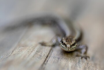 Closeup of Podarcis muralis, common wall lizard on a wooden surface.