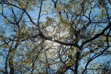 Low angle shot of tree branches with yellow leaves under the shining sun and blue sky