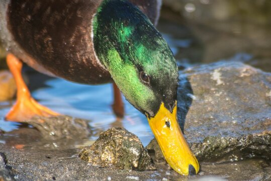 Closeup shot of a mallard duck on a rocky riverside