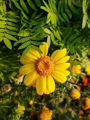Vertical shot of water drops on a yellow daisy flower in the garden.