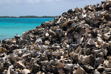 Piles of thousands of empty Queen Conch shells (Aliger gigas) at Lac Cai, protected in Bonaire since 1985, Caribbean Netherlands