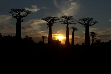 Gordijnen Madagascar Alley of baobabs on a sunny spring day © Iurii