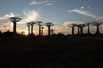 Madagascar Alley of baobabs on a sunny spring day