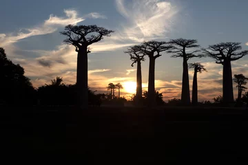 Foto op Canvas Madagascar Alley of baobabs on a sunny spring day © Iurii