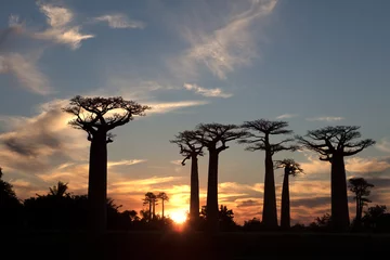Foto op Canvas Madagascar Alley of baobabs on a sunny spring day © Iurii