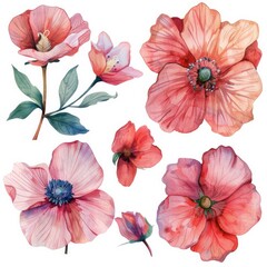 Watercolor set of poppies close up on white background