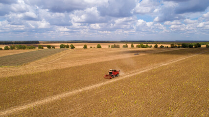 Aerial view combine, harvester, harvesting on sunflower field. Mechanized harvesting sunflower. - 774097468