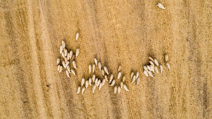 Aerial herd of sheep on field. Top down view of sheep. - 774097478