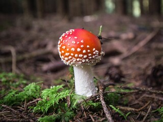 Horizontal closeup shot of a red mushroom with a white leg in the on wet ground with green grass