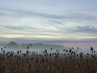 Scenic view of dried wildflowers in a foggy field in the countryside