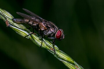 Close-up of a housefly (Musca domestica) sitting on a plant's stem on a blurry background