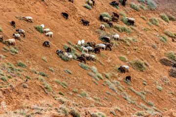 A herd of sheep grazes on a steep clay slope or cliff of the Alexander graben (Russia, Volgograd). White and black sheep against a background of red clay and green patches of grass.