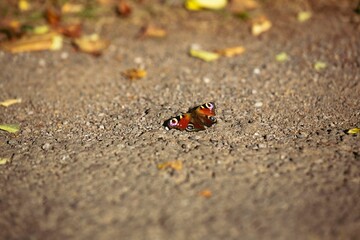 Macro shot of a Peacock butterfly sitting on the ground beside colorful leaves