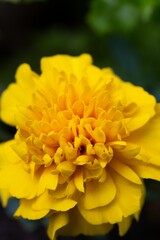 Vertical macro shot of a yellow Marigold flower with gentle petals on an isolated background
