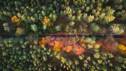 Aerial top view shot of a road in a forest during the day