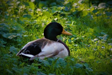 Closeup of a wild duck (Anas platyrhynchos) sitting on green grass - Powered by Adobe