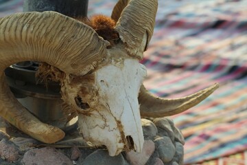 Closeup of a ram skull against blurred background
