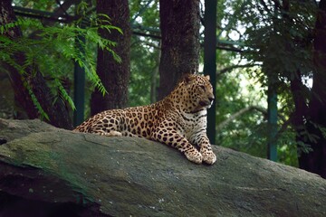 Closeup of a leopard (Panthera pardus) on the rock in Bannerghatta Biological Park, Bangalore,India