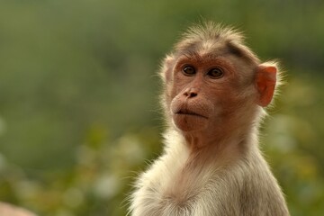 Closeup of a bonnet macaque (Macaca radiata) against blurred background in Karnataka, India