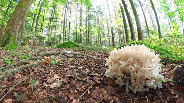 Filmmaterial einer Nahaufnahme eines Pilz im Wald auf Moos Boden mit Kappe und Stil, Deutschland