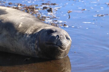 Closeup shot of a seal