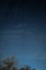 Vertical shot of a beautiful forest on a starry day