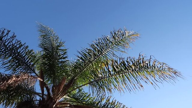Low angle shot of a palm tree in a garden under the sunlight and a blue sky in 4K