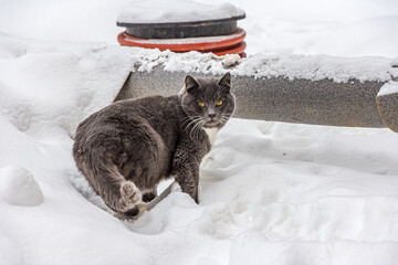 A young gray cat with yellow eyes and a white chest stands in the white snow, turning back and...