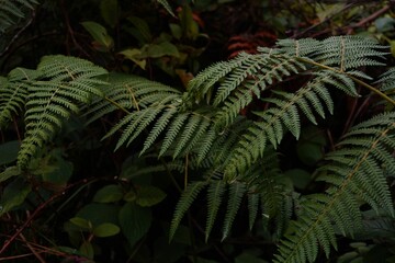 Close-up of a green fern plant in the forest