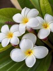 Fototapeta na wymiar flowey frangipani flower