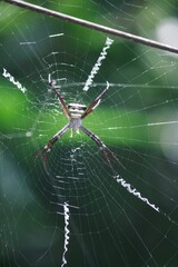 Vertical closeup shot of an exotic spider weaving a web