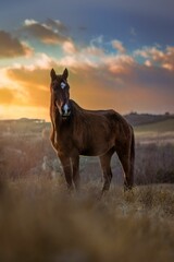 Vertical shot of a brown horse (Equus ferus caballus) in the field at sunset