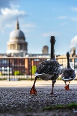 Vertical closeup shot of two ducks looking at St.Paul cathedral in London
