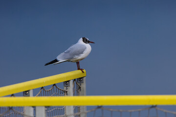 Chroicocephalus ridibundus sitting on a yellow railing. A bird sitting on a railing taken in profile