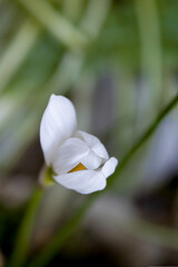 Vertical close-up shot of an autumn zephyrlily flower (Zephyranthes candida) in a garden