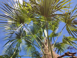 Low angle shot of a Palm tree on a sunny day under a a clear blue sky