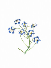 Flower illustration on a white background