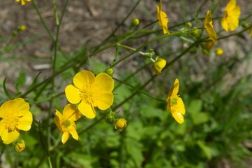 Selective focus of yellow Ranunculus sardous flowers in a garden