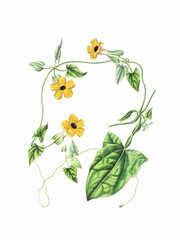 Flower illustration on a white background - obrazy, fototapety, plakaty