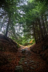 Vertical shot of a narrow path in a lush forest, cool for background