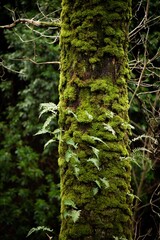 Vertical shot of a moss-covered trunk of a tree in a forest